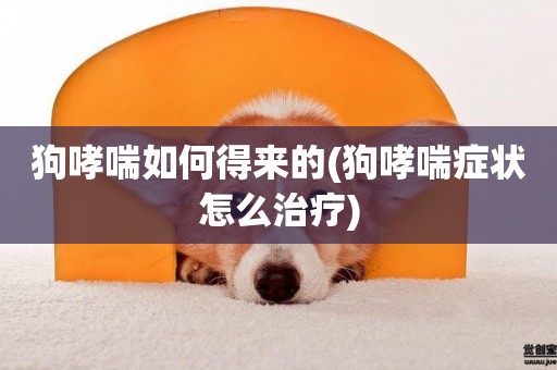 狗哮喘如何得來的(狗哮喘癥狀怎么治療)