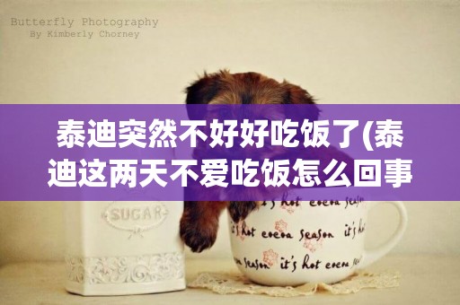 泰迪突然不好好吃飯了(泰迪這兩天不愛吃飯怎么回事)