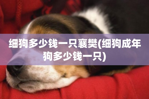細狗多少錢一只襄樊(細狗成年狗多少錢一只)