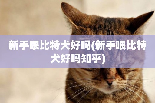 新手喂比特犬好嗎(新手喂比特犬好嗎知乎)