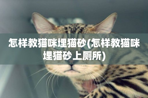 怎樣教貓咪埋貓砂(怎樣教貓咪埋貓砂上廁所)