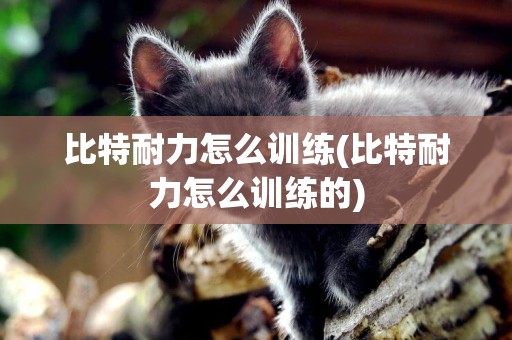 比特耐力怎么訓練(比特耐力怎么訓練的)