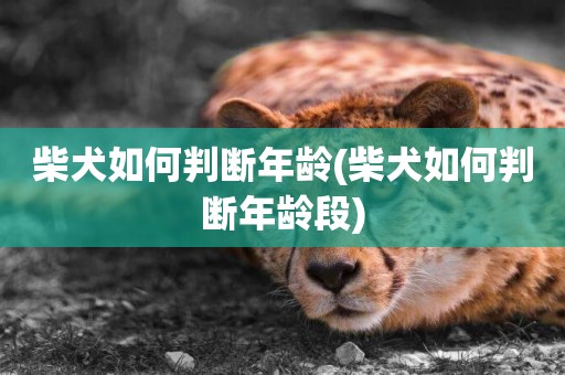 柴犬如何判斷年齡(柴犬如何判斷年齡段)