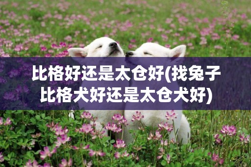 比格好還是太倉好(找兔子比格犬好還是太倉犬好)