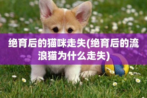 絕育后的貓咪走失(絕育后的流浪貓為什么走失)