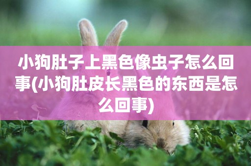 小狗肚子上黑色像蟲子怎么回事(小狗肚皮長黑色的東西是怎么回事)