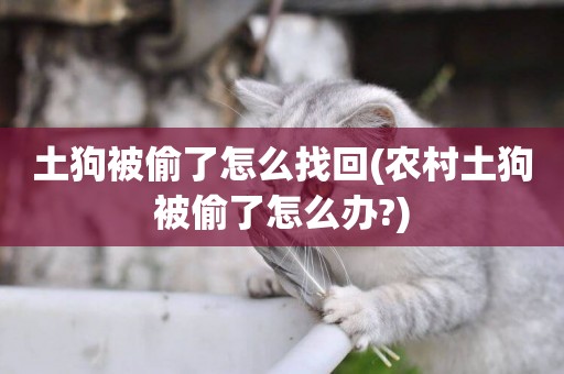土狗被偷了怎么找回(農村土狗被偷了怎么辦?)