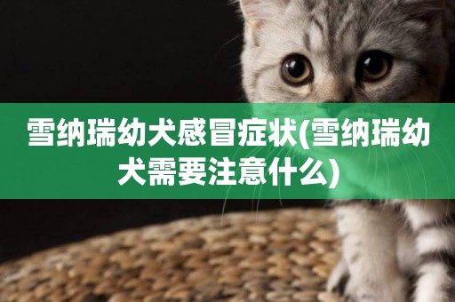 雪納瑞幼犬感冒癥狀(雪納瑞幼犬需要注意什么)