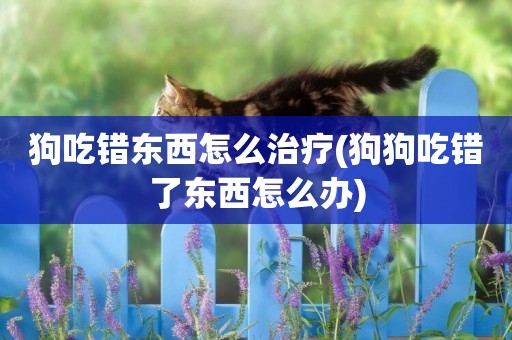 狗吃錯東西怎么治療(狗狗吃錯了東西怎么辦)