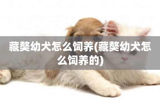 藏獒幼犬怎么飼養(藏獒幼犬怎么飼養的)
