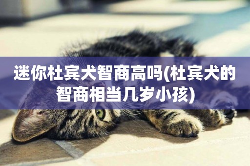 迷你杜賓犬智商高嗎(杜賓犬的智商相當幾歲小孩)