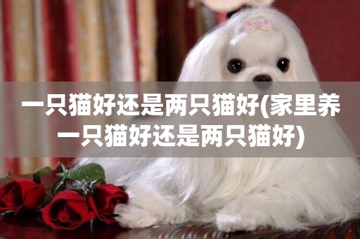一只貓好還是兩只貓好(家里養一只貓好還是兩只貓好)