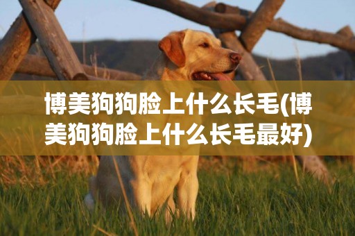 博美狗狗臉上什么長毛(博美狗狗臉上什么長毛最好)