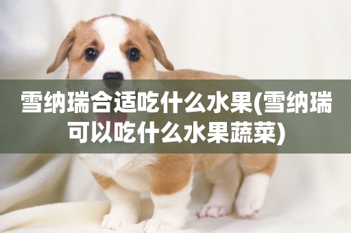 雪納瑞合適吃什么水果(雪納瑞可以吃什么水果蔬菜)