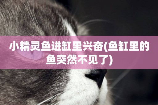 小精靈魚進缸里興奮(魚缸里的魚突然不見了)