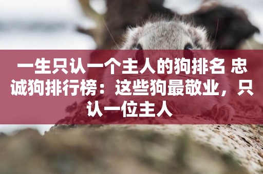 一生只認一個主人的狗排名 忠誠狗排行榜：這些狗最敬業，只認一位主人 