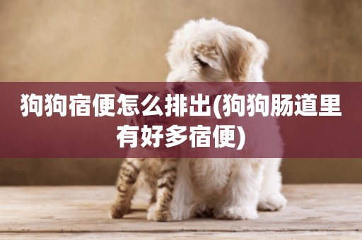 狗狗宿便怎么排出(狗狗腸道里有好多宿便)