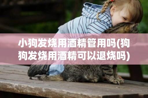 小狗發燒用酒精管用嗎(狗狗發燒用酒精可以退燒嗎)