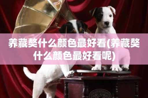 養藏獒什么顏色最好看(養藏獒什么顏色最好看呢)