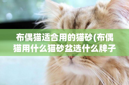 布偶貓適合用的貓砂(布偶貓用什么貓砂盆選什么牌子的)