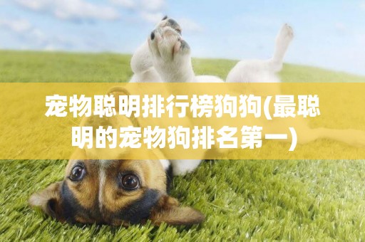 寵物聰明排行榜狗狗(最聰明的寵物狗排名第一)
