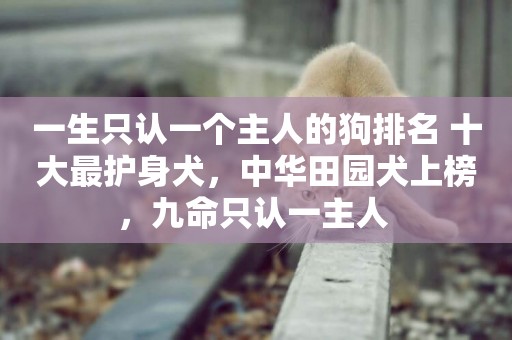 一生只認一個主人的狗排名 十大最護身犬，中華田園犬上榜，九命只認一主人 