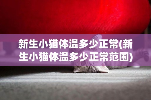 新生小貓體溫多少正常(新生小貓體溫多少正常范圍)