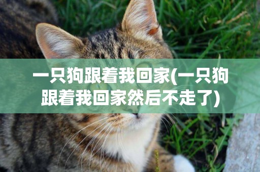 一只狗跟著我回家(一只狗跟著我回家然后不走了)