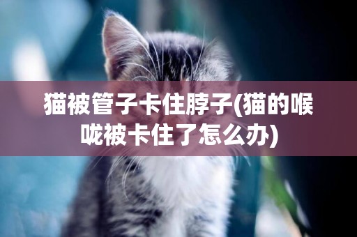 貓被管子卡住脖子(貓的喉嚨被卡住了怎么辦)
