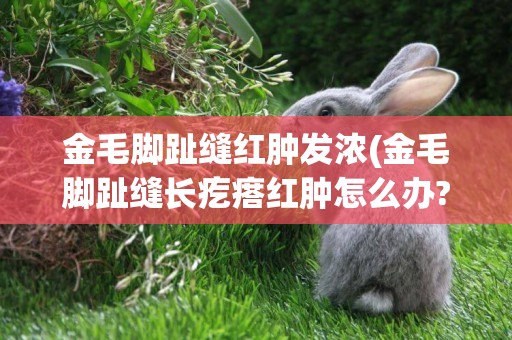 金毛腳趾縫紅腫發濃(金毛腳趾縫長疙瘩紅腫怎么辦?)