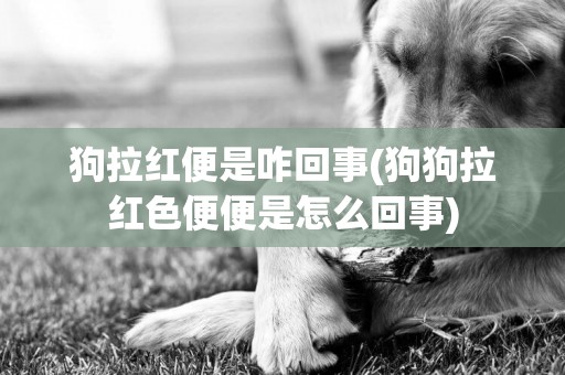 狗拉紅便是咋回事(狗狗拉紅色便便是怎么回事)