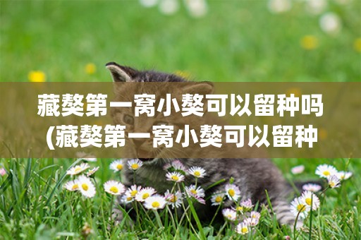 藏獒第一窩小獒可以留種嗎(藏獒第一窩小獒可以留種嗎視頻)