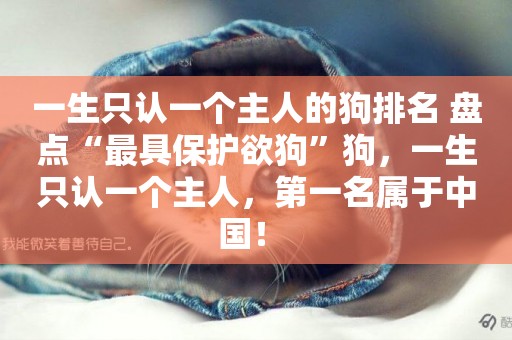 一生只認一個主人的狗排名 盤點“最具保護欲狗”狗，一生只認一個主人，第一名屬于中國！ 