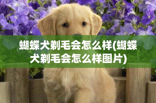 蝴蝶犬剃毛會怎么樣(蝴蝶犬剃毛會怎么樣圖片)