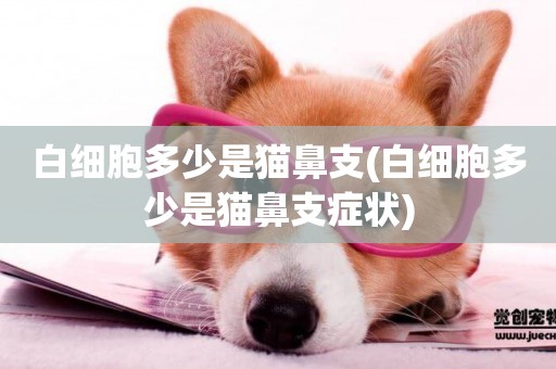 白細胞多少是貓鼻支(白細胞多少是貓鼻支癥狀)
