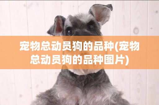 寵物總動員狗的品種(寵物總動員狗的品種圖片)