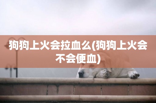 狗狗上火會拉血么(狗狗上火會不會便血)