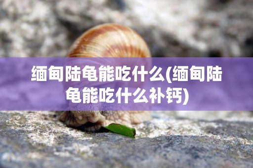 緬甸陸龜能吃什么(緬甸陸龜能吃什么補鈣)