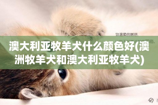 澳大利亞牧羊犬什么顏色好(澳洲牧羊犬和澳大利亞牧羊犬)