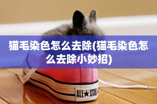 貓毛染色怎么去除(貓毛染色怎么去除小妙招)