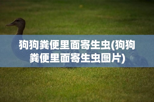 狗狗糞便里面寄生蟲(狗狗糞便里面寄生蟲圖片)