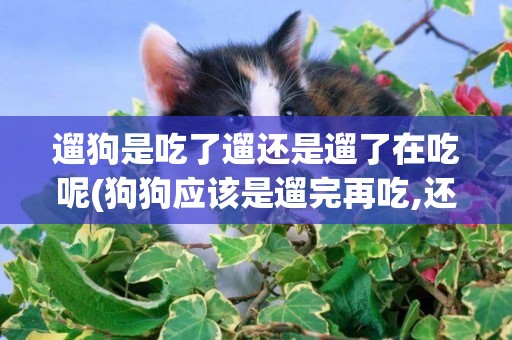 遛狗是吃了遛還是遛了在吃呢(狗狗應該是遛完再吃,還是先吃再遛?)