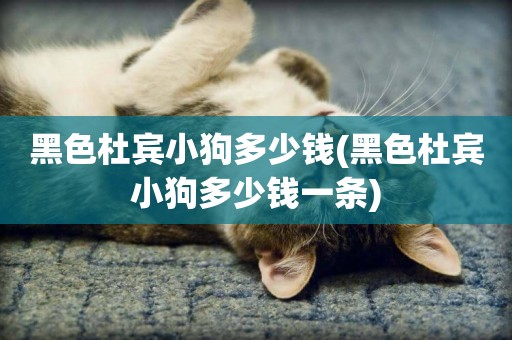 黑色杜賓小狗多少錢(黑色杜賓小狗多少錢一條)