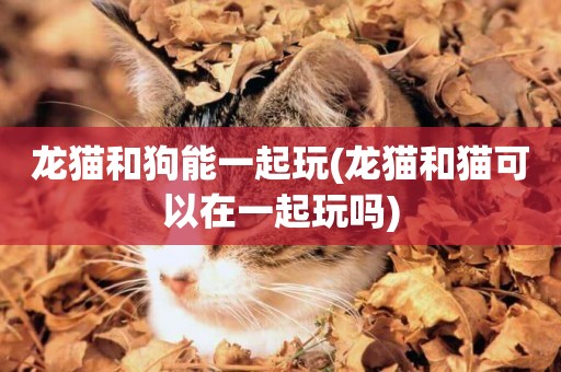 龍貓和狗能一起玩(龍貓和貓可以在一起玩嗎)