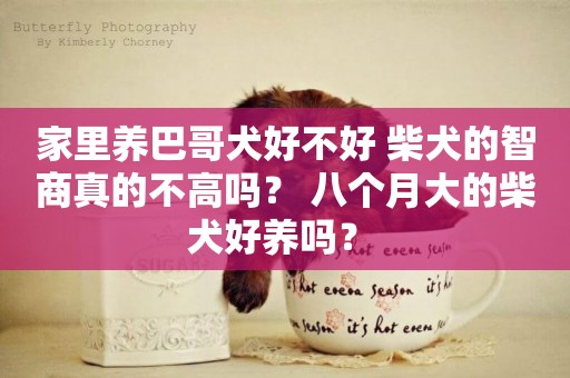 家里養巴哥犬好不好 柴犬的智商真的不高嗎？ 八個月大的柴犬好養嗎？ 