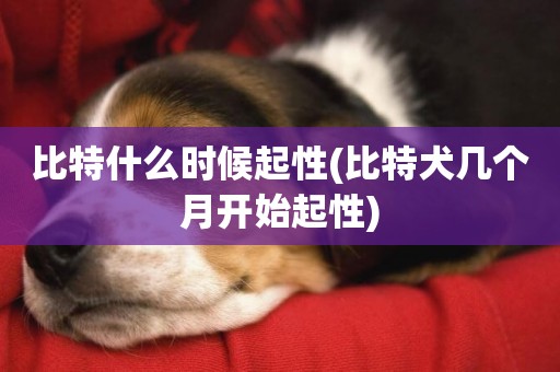 比特什么時候起性(比特犬幾個月開始起性)