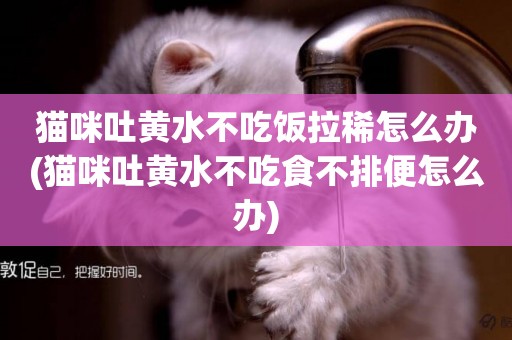 貓咪吐黃水不吃飯拉稀怎么辦(貓咪吐黃水不吃食不排便怎么辦)
