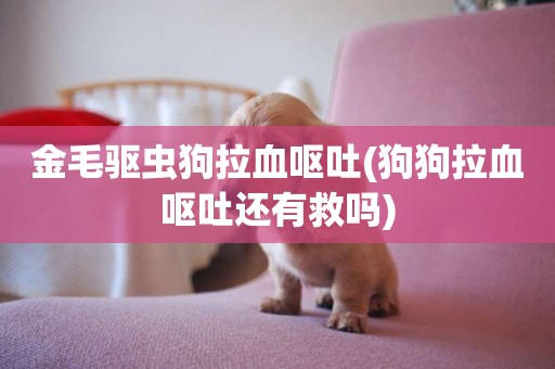 金毛驅蟲狗拉血嘔吐(狗狗拉血嘔吐還有救嗎)