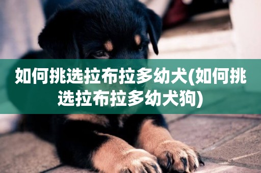 如何挑選拉布拉多幼犬(如何挑選拉布拉多幼犬狗)
