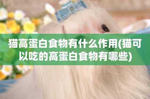 貓高蛋白食物有什么作用(貓可以吃的高蛋白食物有哪些)
